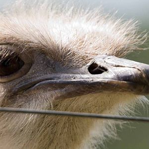 Ostrich, Marwell Wildlife