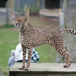 Cheetah, Marwell Wildlife