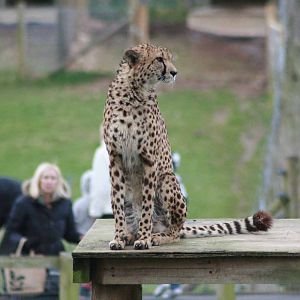Cheetah, Marwell Wildlife