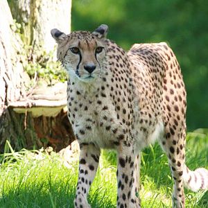 Cheetah, Marwell Wildlife