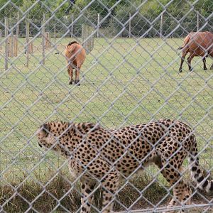 Cheetah, Marwell Wildlife