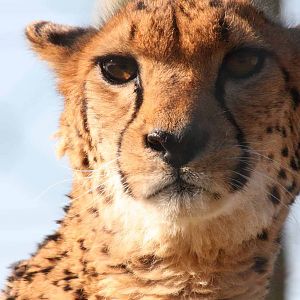 Cheetah, Marwell Wildlife