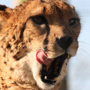 Cheetah, Marwell Wildlife