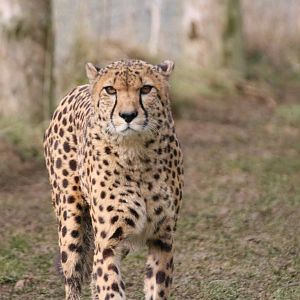 Cheetah, Marwell Wildlife