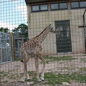 Kwame, Just 8 days old at Marwell Wildlife