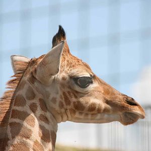 Kwame, Just 8 days old at Marwell Wildlife