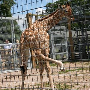 Kwame, Just 8 days old at Marwell Wildlife