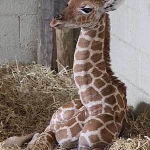 Kwame, Just 8 days old at Marwell Wildlife