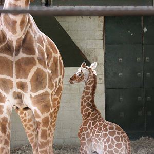 Kwame, Just 8 days old at Marwell Wildlife