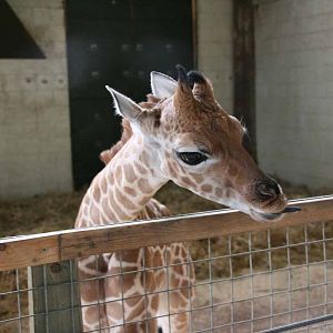 Kwame, Just 8 days old at Marwell Wildlife