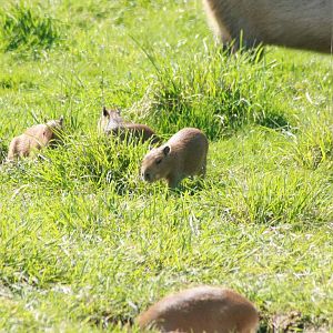 Capybara with young at Marwell Wildlife