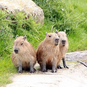 Capybara young at Marwell Wildlife