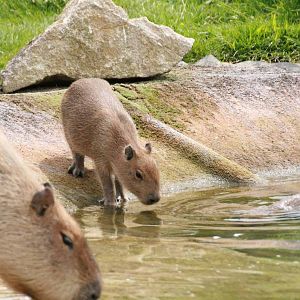 Capybara with young at Marwell Wildlife