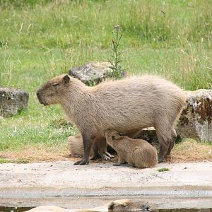 Capybara with young at Marwell Wildlife