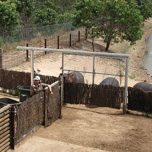 Cairns Wildlife Safari Reserve - Common Hippopotamus family awaits lunch