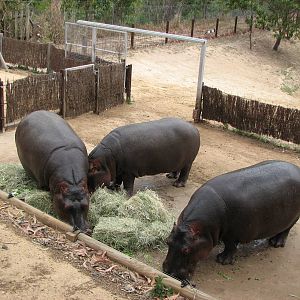 Cairns Wildlife Safari Reserve - Common Hippopotamus family