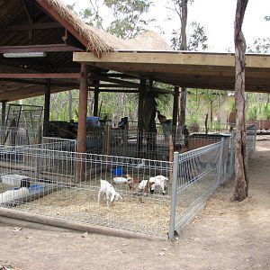 Cairns Wildlife Safari Reserve - Petting Zoo