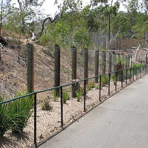Cairns Wildlife Safari Reserve - Trail leading past the Syrian Brown Bear e