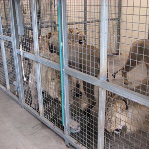 Cairns Wildlife Safari Reserve - Lion cubs inside before public feeding