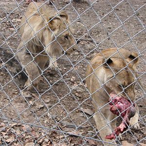 Cairns Wildlife Safari Reserve - Cubs fight for the meat