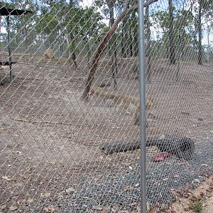 Cairns Wildlife Safari Reserve - Lion cub enclosure