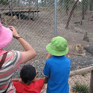 Cairns Wildlife Safari Reserve - Visitors observe the lion cubs feeding