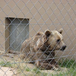Cairns Wildlife Safari Reserve - Syrian Brown Bear Barney