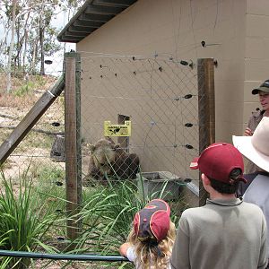 Cairns Wildlife Safari Reserve - Bear presentation by keeper