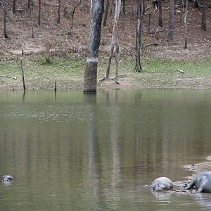 Cairns Wildlife Safari Reserve - Pigmy Hippopotamus family