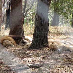 Cairns Wildlife Safari Reserve - Lions