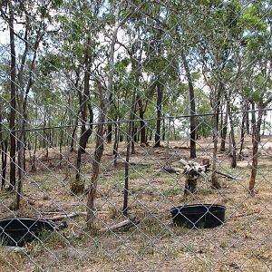 Cairns Wildlife Safari Reserve - Another lion enclosure