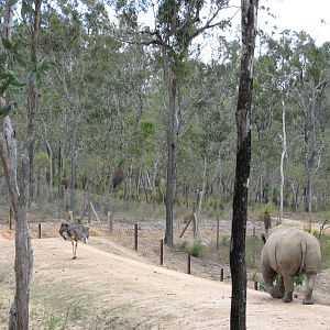 Cairns Wildlife Safari Reserve - White Rhinoceros and Ostrich