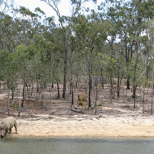 Cairns Wildlife Safari Reserve - White Rhinoceros enclosure