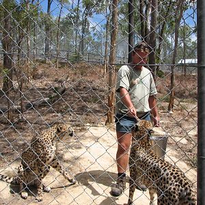 Cairns Wildlife Safari Reserve - Cheetah hand-feeding and presentation