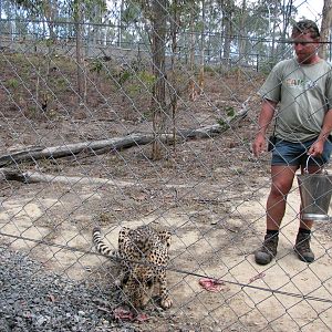 Cairns Wildlife Safari Reserve - Cheetah hand-feeding and presentation