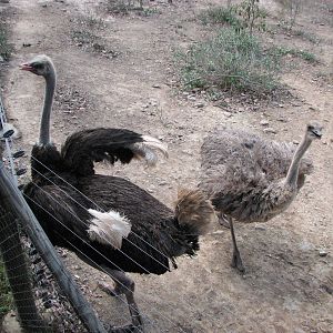 Cairns Wildlife Safari Reserve - Ostrich