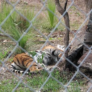 Cairns Wildlife Safari Reserve - Sumatran/Bengal tiger hybrid