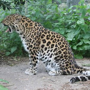 Amur Leopard, Marwell Wildlife