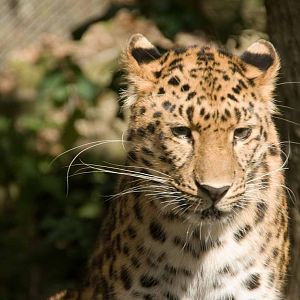 Amur Leopard, Marwell Wildlife