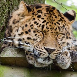 Amur Leopard, Marwell Wildlife