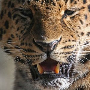 Amur Leopard, Marwell Wildlife