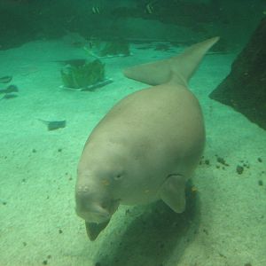 Sea World Gold Coast - Dugong