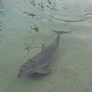 Sea World Gold Coast - Dolphin