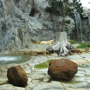 Sea World Gold Coast - Polar Bear exhibit