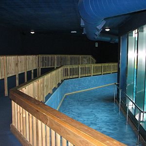 Sea World Gold Coast - Polar Bear exhibit underwater viewing