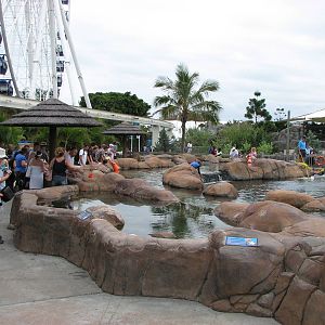 Sea World Gold Coast - Ray Pool