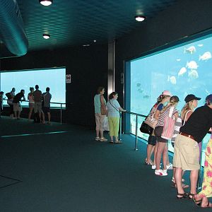 Sea World Gold Coast - Underwater viewing