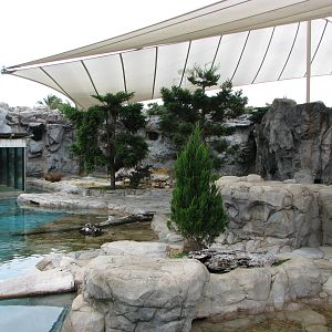 Sea World Gold Coast - Polar Bear exhibit