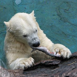 Sea World Gold Coast - Polar Bear