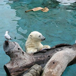 Sea World Gold Coast - Polar Bear
